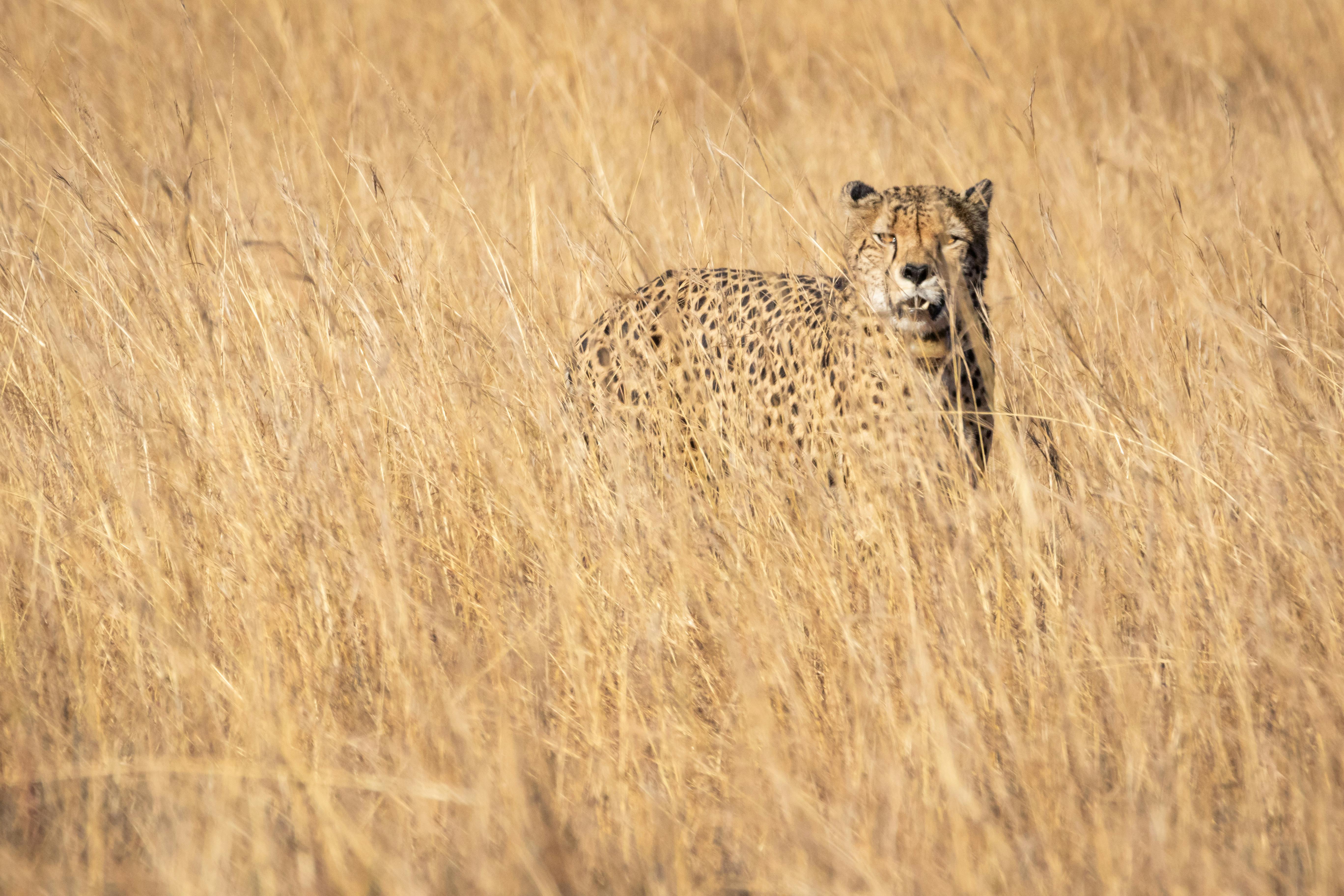 6 DAYS CLASSIC SAFARI (MATERUNI, ARUSHA, TARANGIRE, NGORONGORO & SERENGETI)