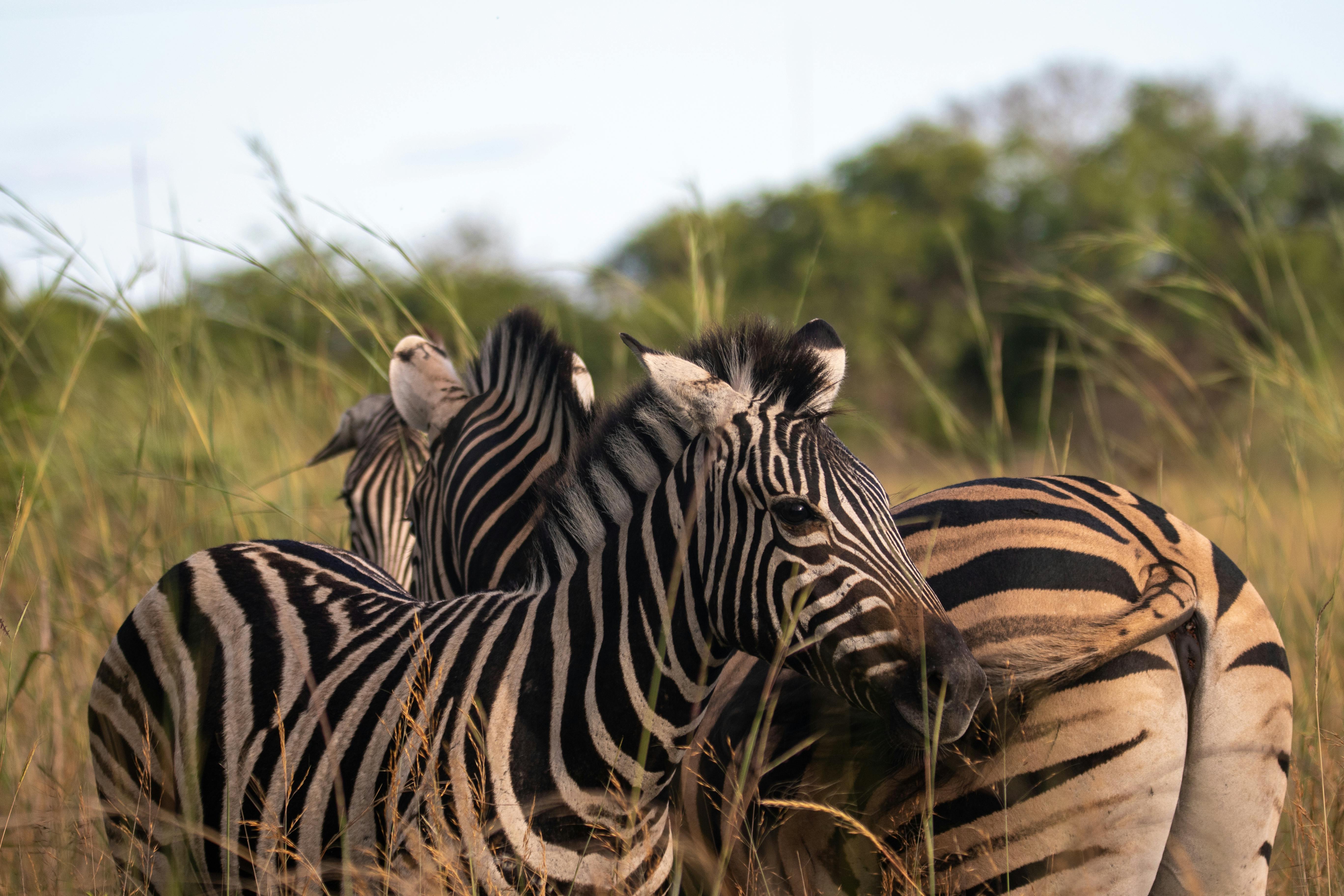 8 DAYS CLASSIC SAFARI (DRIVE IN – FLY OUT)