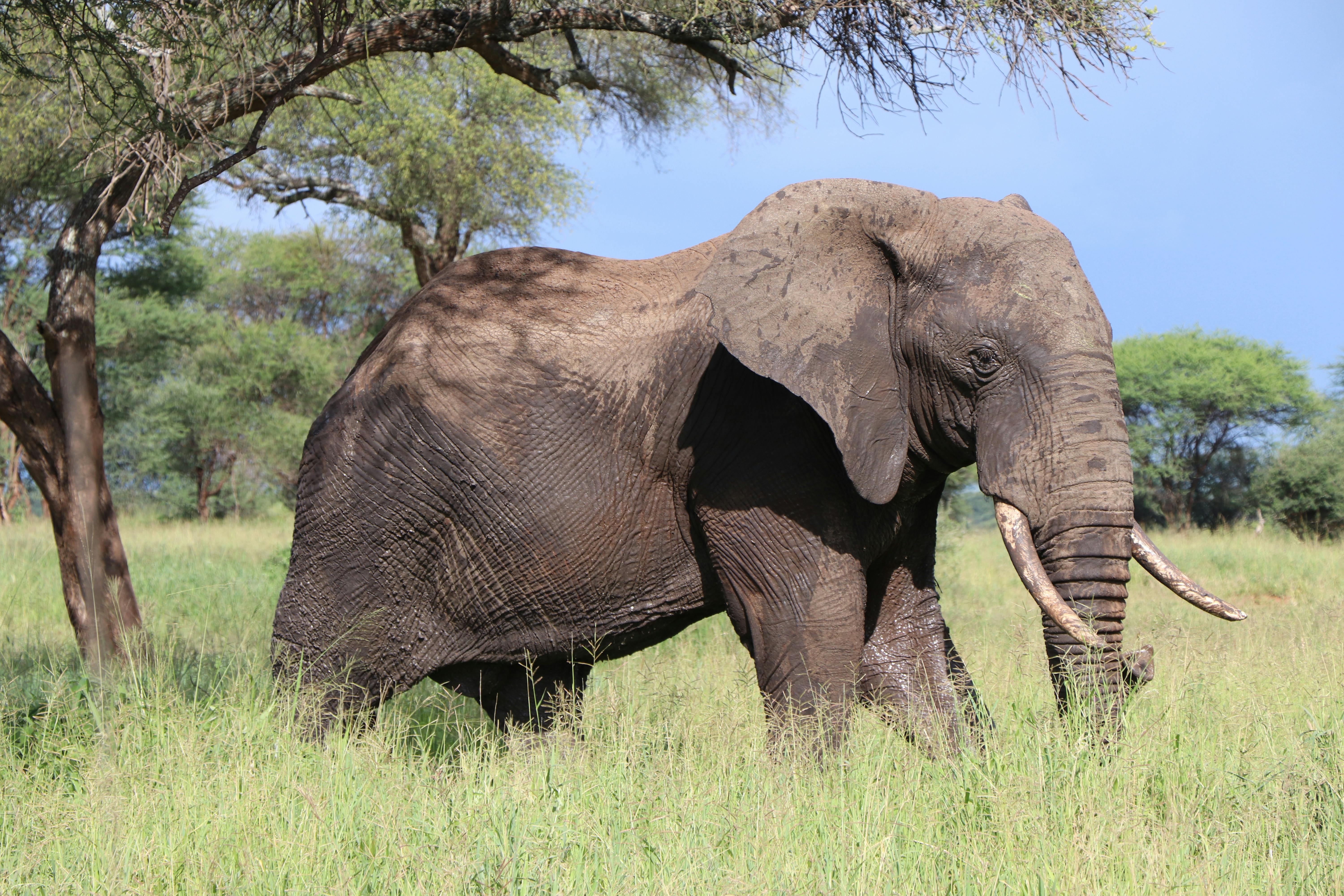 8 DAYS MAGICAL SAFARI (DRIVE IN – FLY OUT)