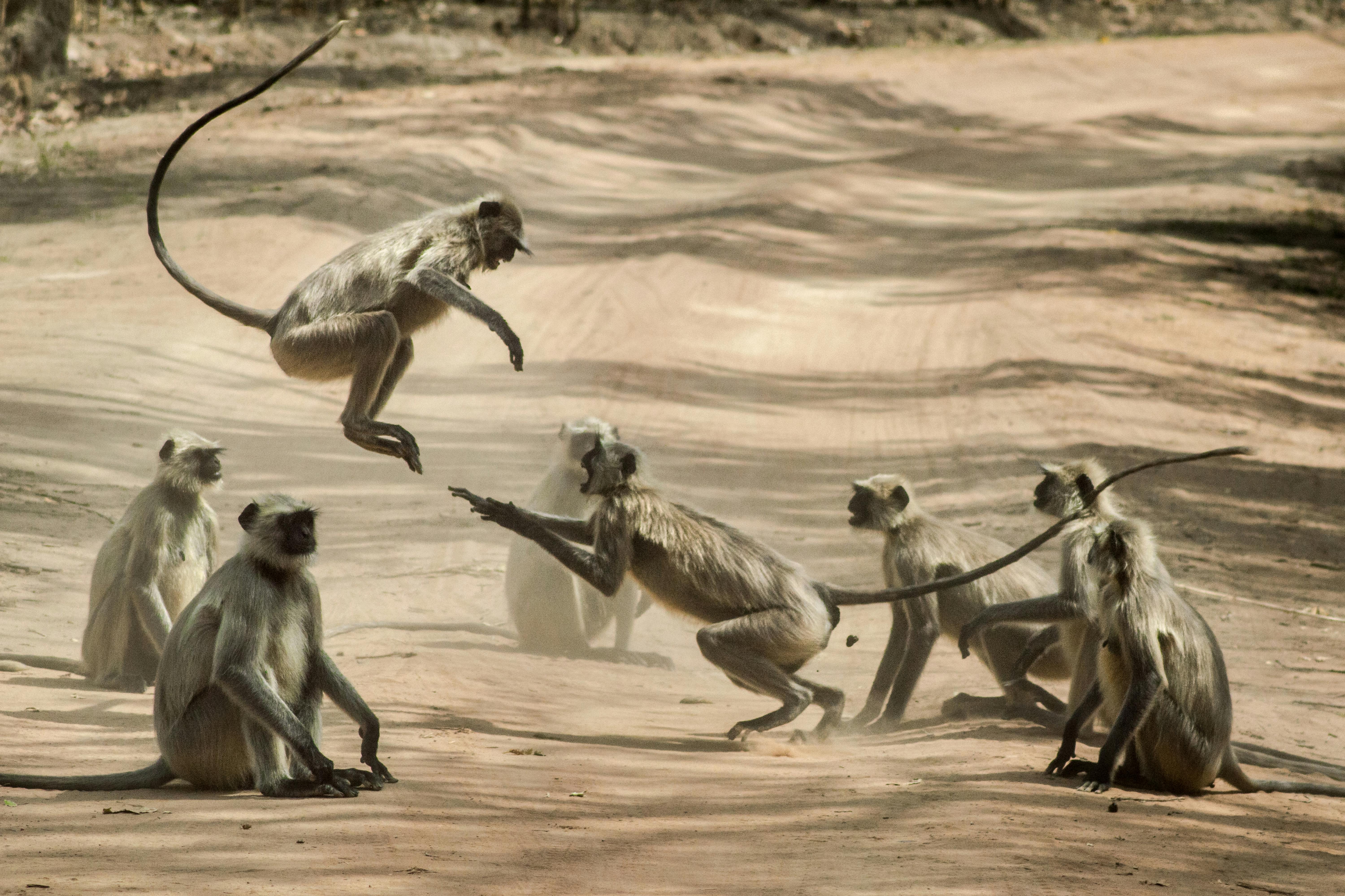 Selous