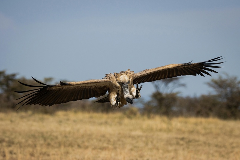 Ngorongoro