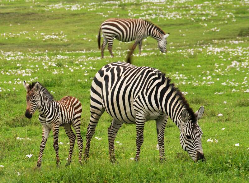 Serengeti Safari