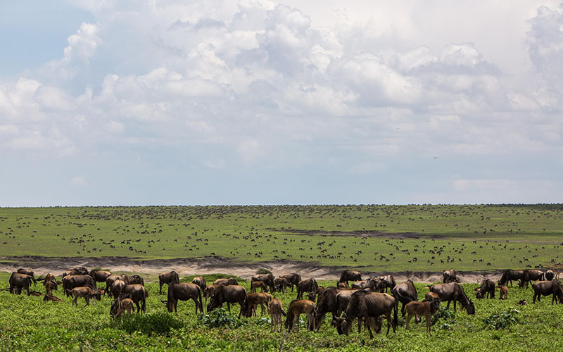 Serengeti National Park