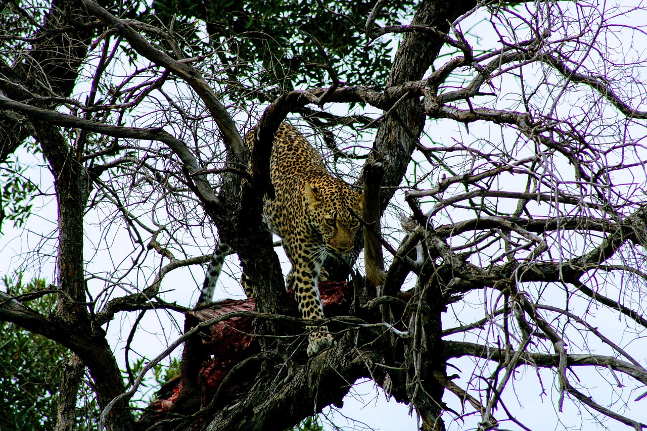 8 DAYS UNTAMMED SAFARI