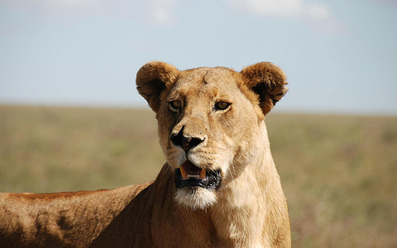 Ngorongoro Conservation Area
