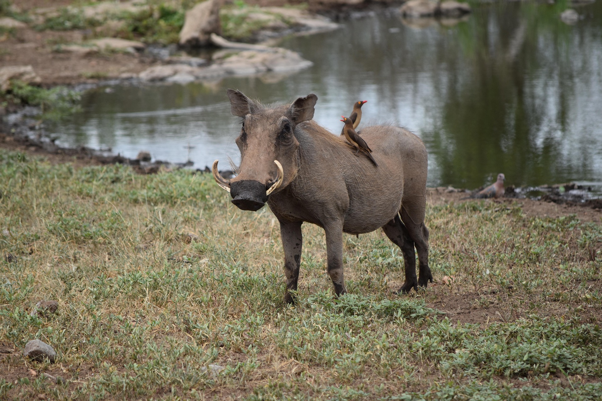 Tarangire