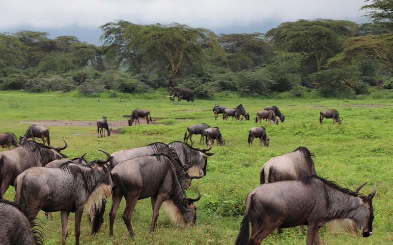 4 DAYS KILIMANJARO, TARANGIRE, NGORONGORO CRATER (KUDU)