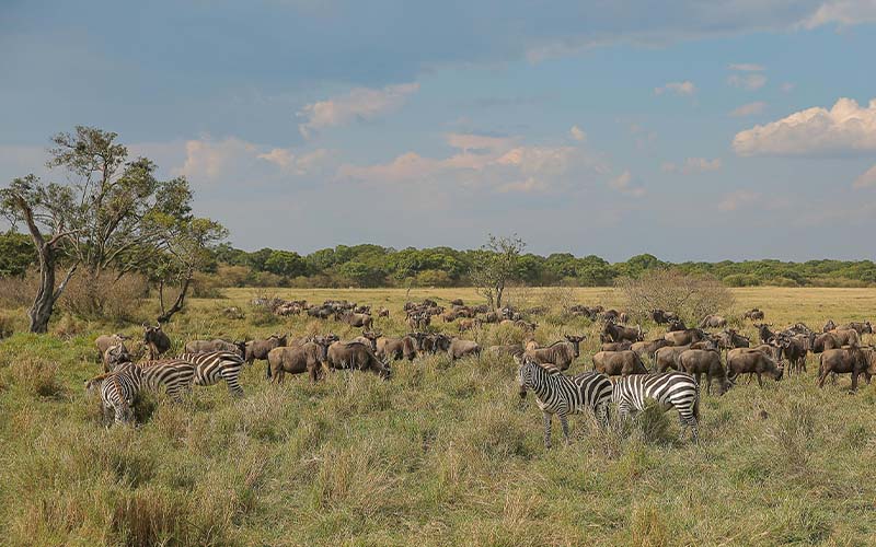 Great Migration Game Drive