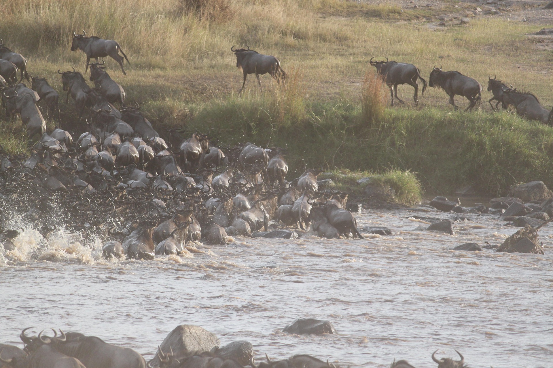 Ngorongoro