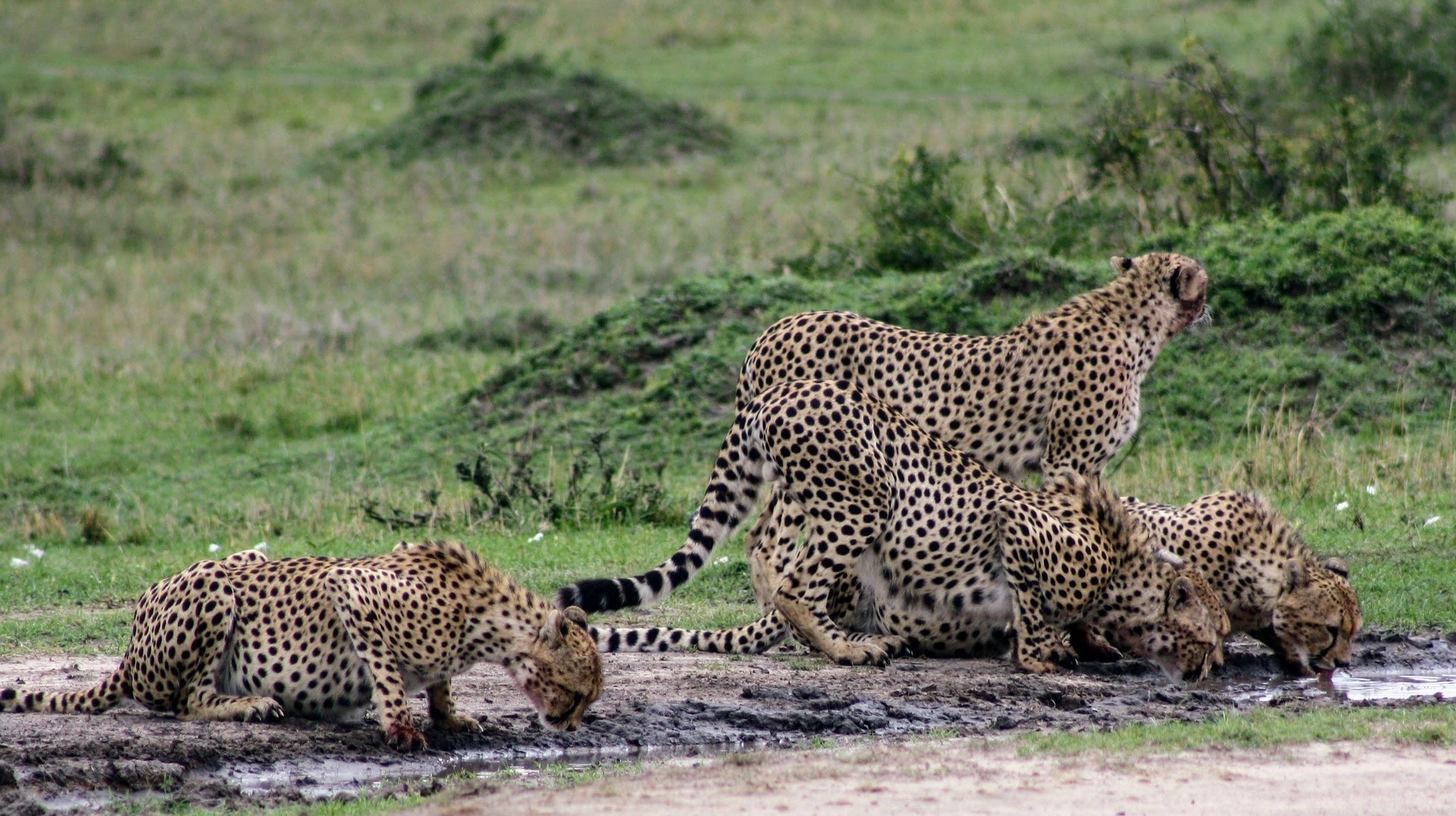 DAY TRIP TO NYERERE NATIONAL PARK FROM ZANZIBAR FLY IN - FLY OUT (WILD DOG)