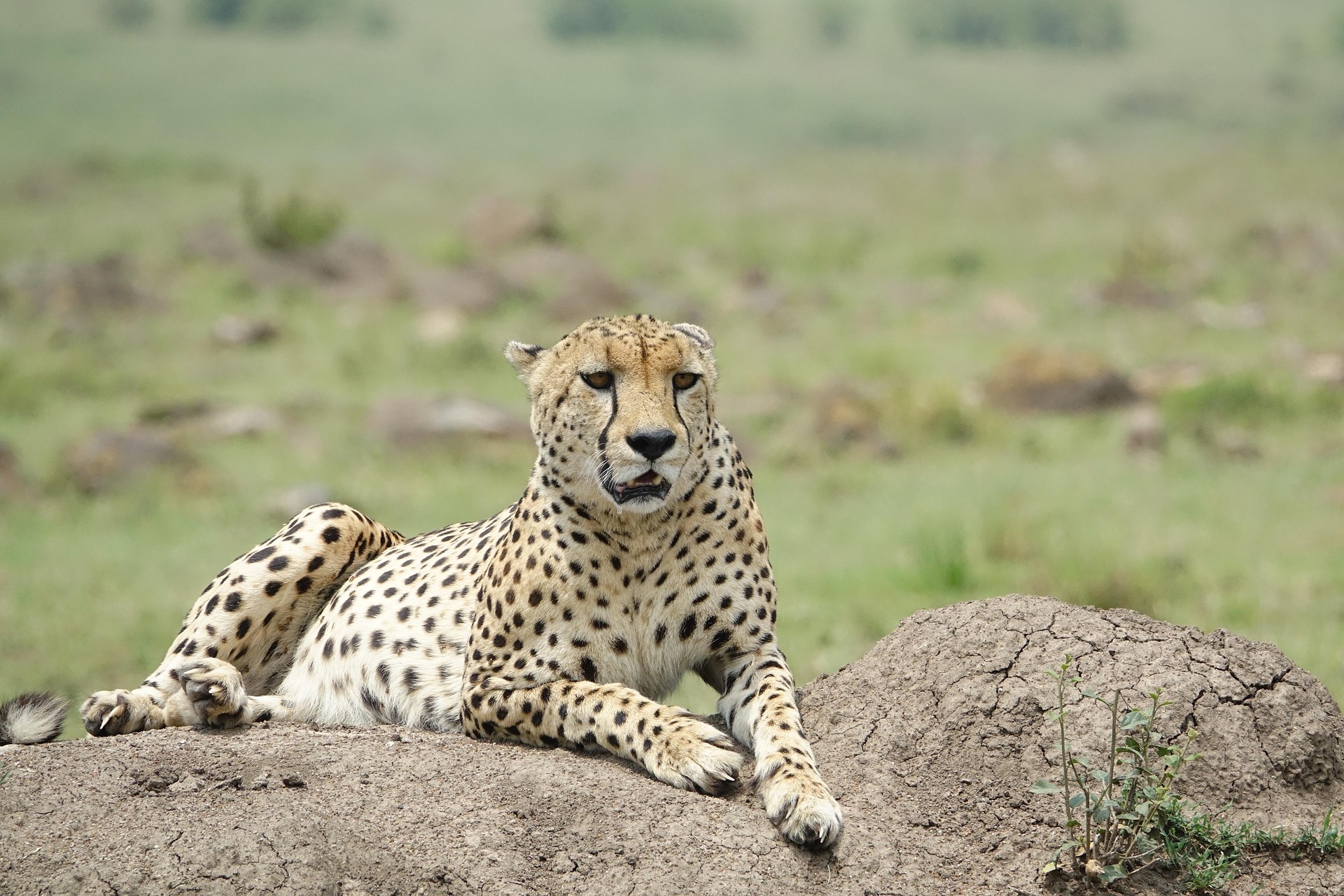 Selous Game Reserve