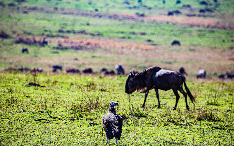 9 DAYS GREAT MIGRATION SAFARI