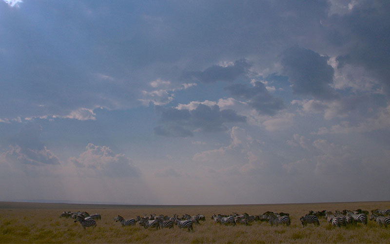 Serengeti