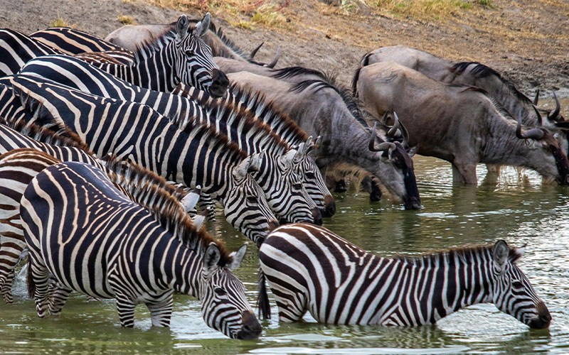 8 DAYS MIXED EXPERIENCE SAFARI