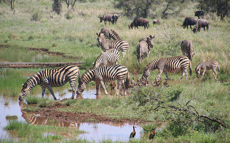 Safari Vehicle
