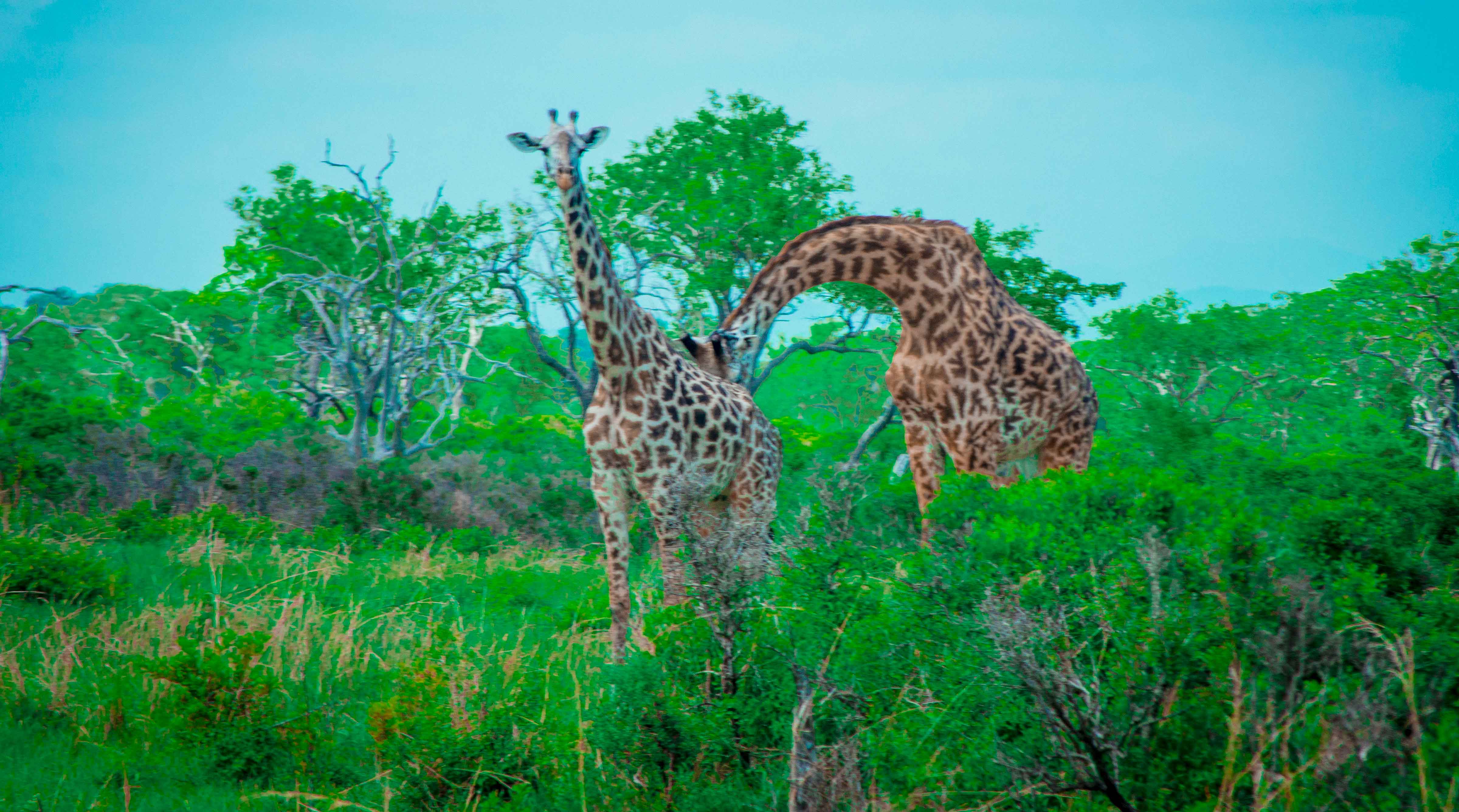 Discover Tanzania's Wild Beauty