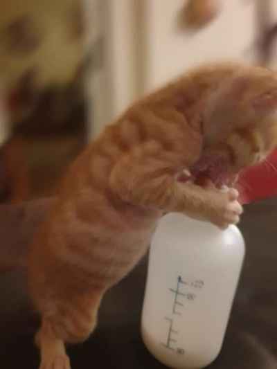 Ginger Kitten Bottle-Fed with Milk, Cairo