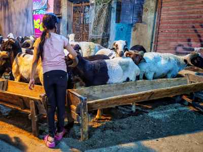 Young Egyptian Girl with Eid Sheep at Traditional Livestock Market in Old Cairo