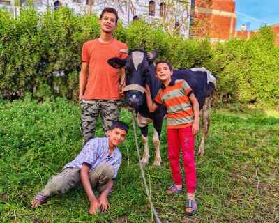 Rural Eid Joy with Sacrificial Buffalo in Gerees Village
