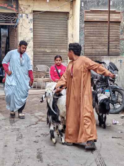 Street Life and Sheep Trading in El Gamaliya