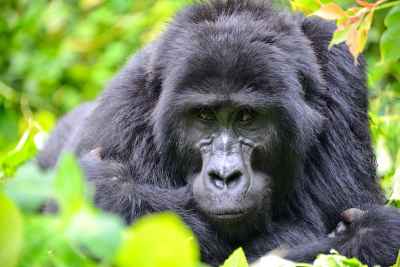 Mountain Gorilla Close-Up, Bwindi Impenetrable Forest, Uganda