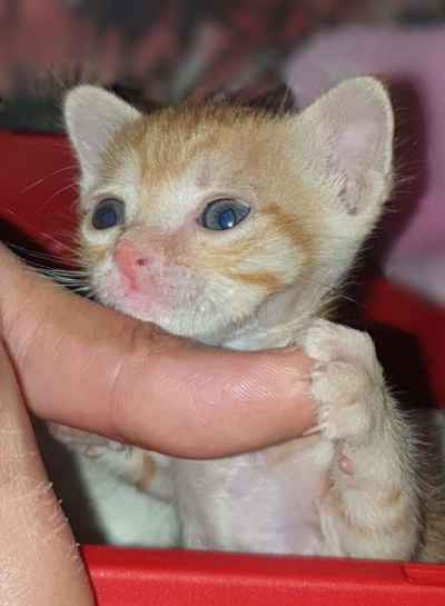 Newborn Ginger Kitten Blue Eyes Held by Hand