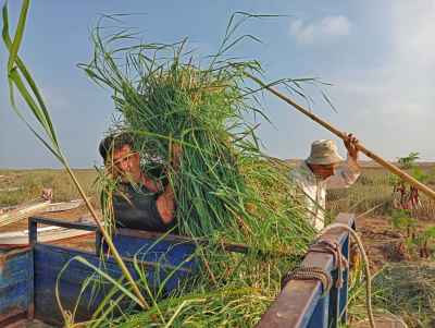 Egyptian Farmers Harvesting Fresh Clover Fields in Dakahlia