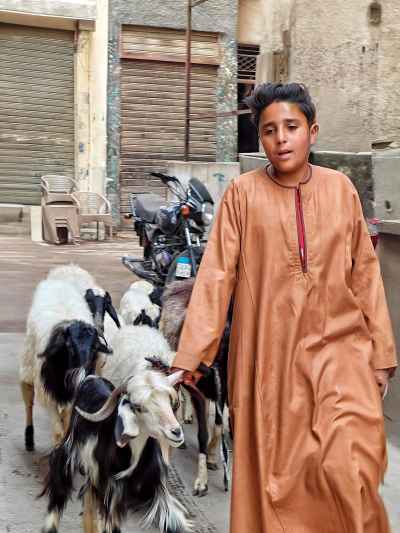 Young Shepherd Leading Goats Through El Gamaliya Streets