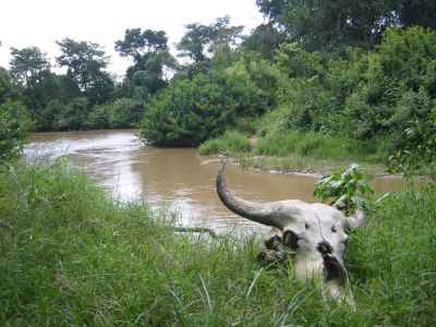 Buffalo Skull on Congo-Uganda Border River Bank