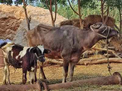Buffalo and Calf Inside a Rural Barn in Geziret El Dahab