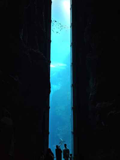 Dubai Aquarium & Underwater Zoo