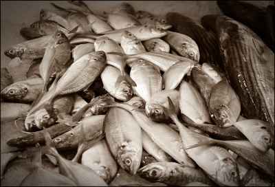 Fresh Whole Fish Display, Saudi Fish Market