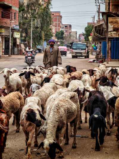 Traditional Shepherd Leading Sheep Through Egyptian Village Streets