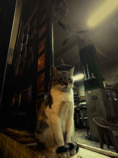 Street Cat Sitting in Al-Muizz Alley, Cairo