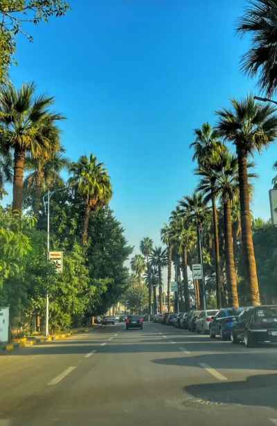Palm-Lined Street in Zamalek, Cairo
