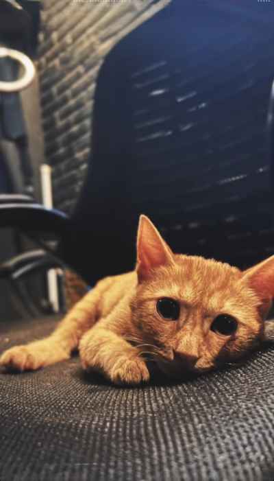 Young Baladi Cat Resting on Office Chair, Giza