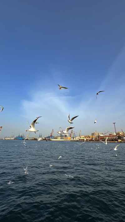 Seagulls Flying Over Suez Canal Port Said