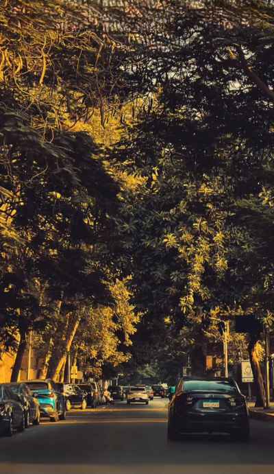 Tree-Lined Street in Zamalek, Cairo
