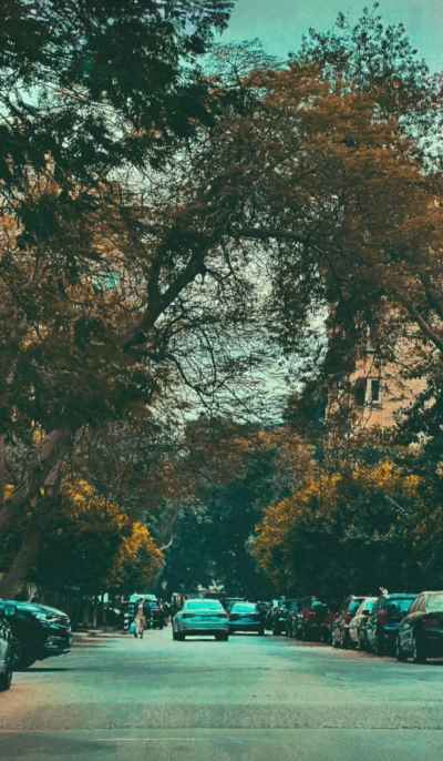 Tree-Lined Street in Maadi, Cairo