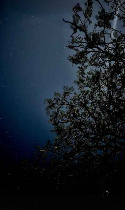 Night Sky with Stars and Tree Silhouettes, Egypt