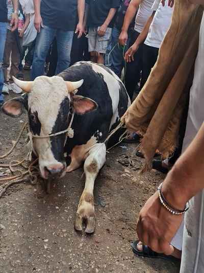 Gathering Around a Sacrificial Calf Before Eid al-Adha