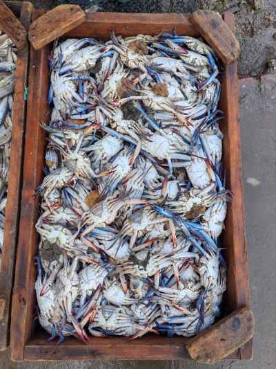 Fresh Blue Crabs in Wooden Crate, Damietta Wholesale Fish Market