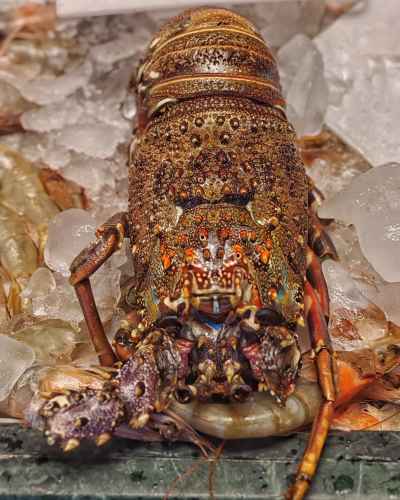 Fresh Red Sea Lobster on Ice, Cairo Fish Market