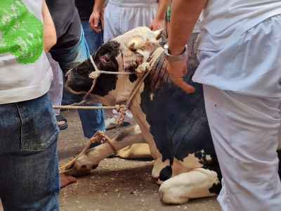 Sacrificial Calf During Final Preparations Before Eid al-Adha Sacrifice