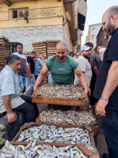 Wholesale Fish Auction Market, Ezbet El-Borg Damietta