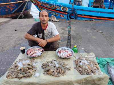 Egyptian Fish Vendor Selling Fresh Catch at Damietta Harbor