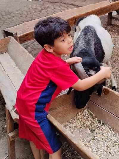 Child Feeding a Sacrificial Calf Before Eid al-Adha in Cairo