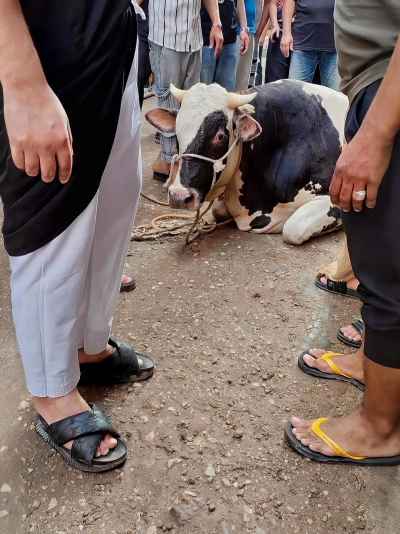Sacrificial Calf Portrait Before Eid al-Adha in Cairo