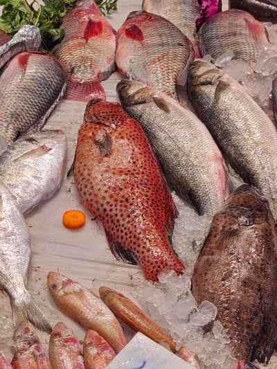 Fresh Mixed Seafood on Ice, Sayeda Zeinab Fish Market Cairo