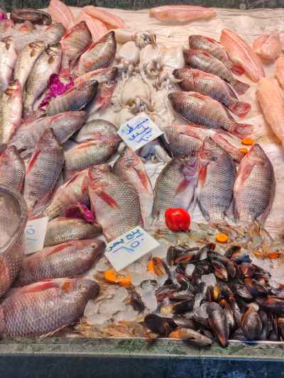 Fresh Tilapia and Mussels on Ice, Al-Akremin Fish Market Cairo